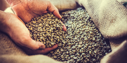 How to Make Green Coffee Extract
