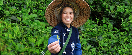 Chinese Tea Picker