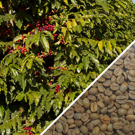 Brazil Bela Vista Anaerobic Fermented Process - Green Coffee