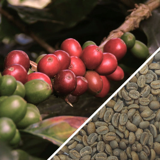 Colombie Pink Bourbon - Café Vert