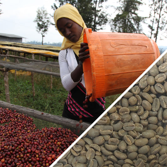 Éthiopie Sidamo Shefina Grade 2 - Café vert
