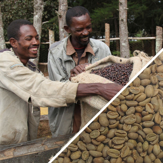 Éthiopie Sidamo Shefina Gr.4 Naturel Certifié Biologique - Café Vert