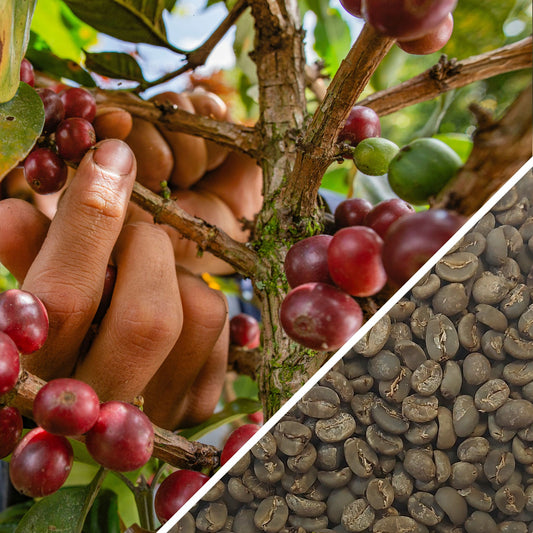 Indonesia Sumatra Triple Pick Grade 1 - Green Coffee