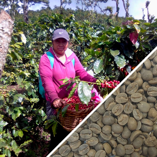 Nicaragua Maragogype Il Cielo Estate - Green Coffee