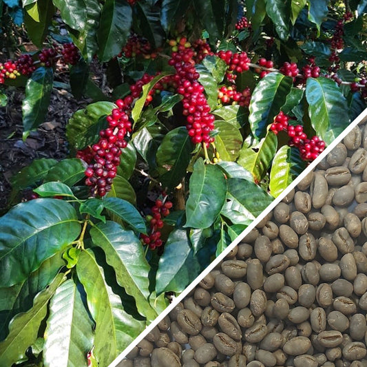 Nicaragua Peaberry Il Cielo Estate - Green Coffee