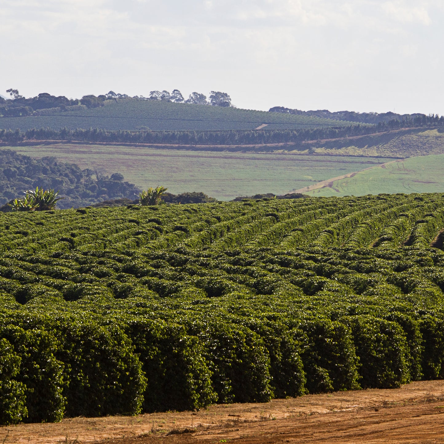 BRÉSIL BELA VISTA FERMENTATION ANAÉROBIQUE NATUREL RFA - CAFÉ VERT