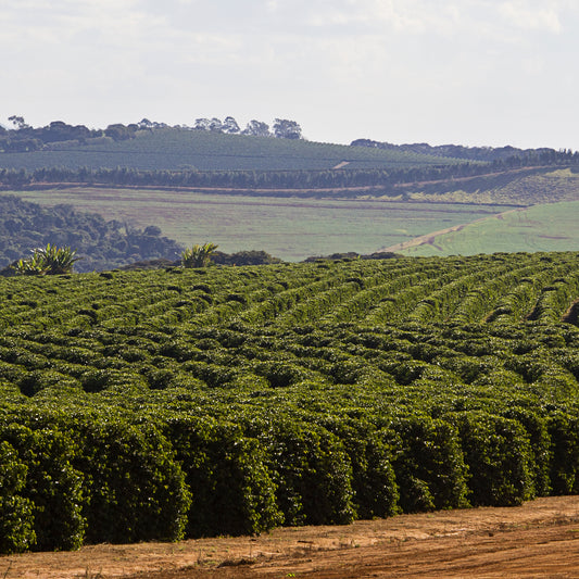 Brazil Bela Vista Anaerobic Fermented Process Certified RFA - Green Coffee