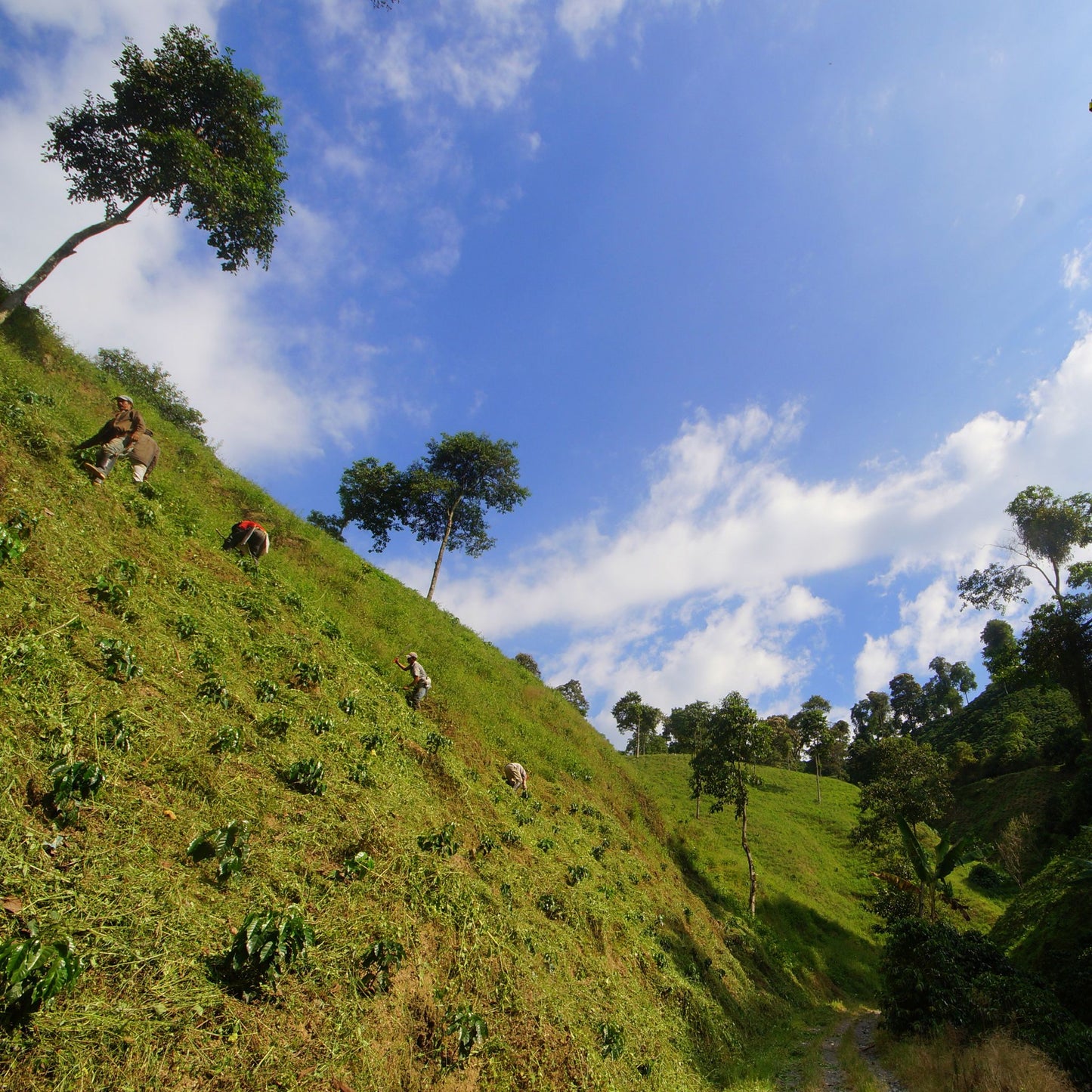 Colombia Excelso Coffee