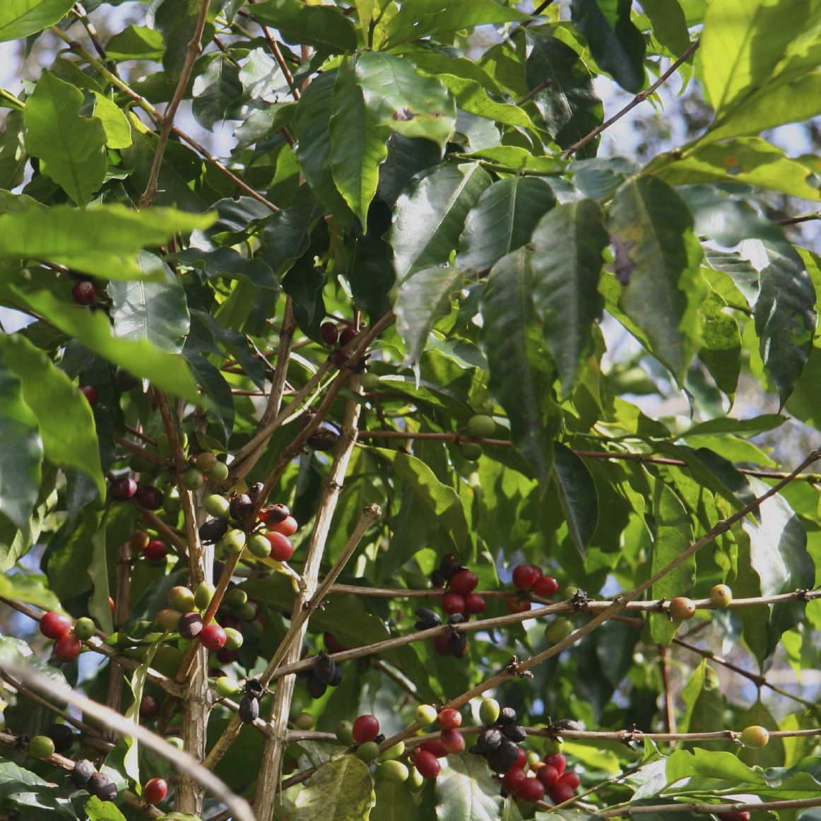 Cuba Sierra Cristal Coffee