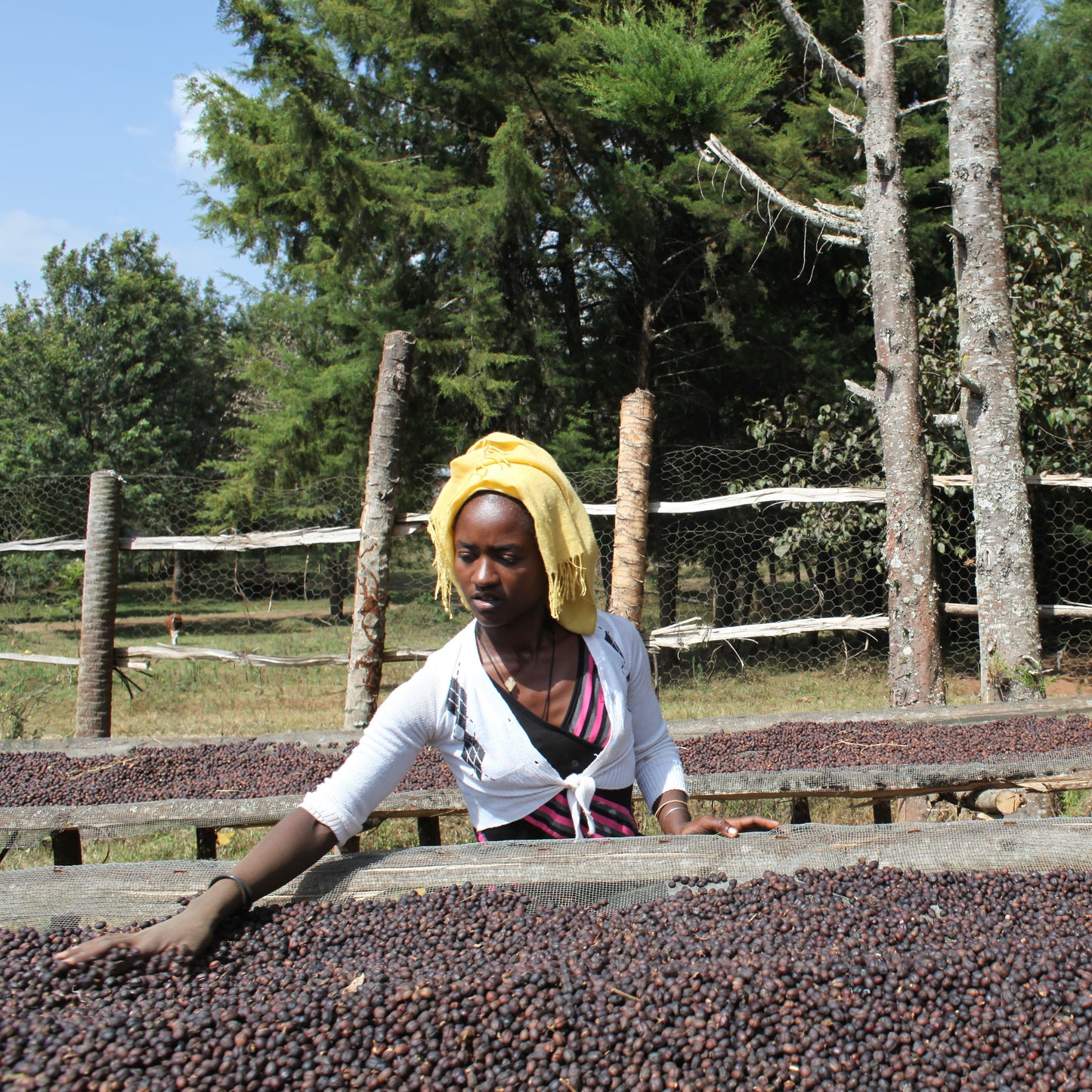 ÉTHIOPIE KAFFA ANDERACHA MIEL NOIR GR.1 - CAFÉ VERT