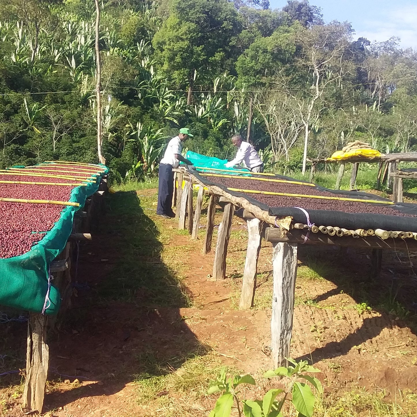 Éthiopie Guji Hangadi Grade 2 - Café vert