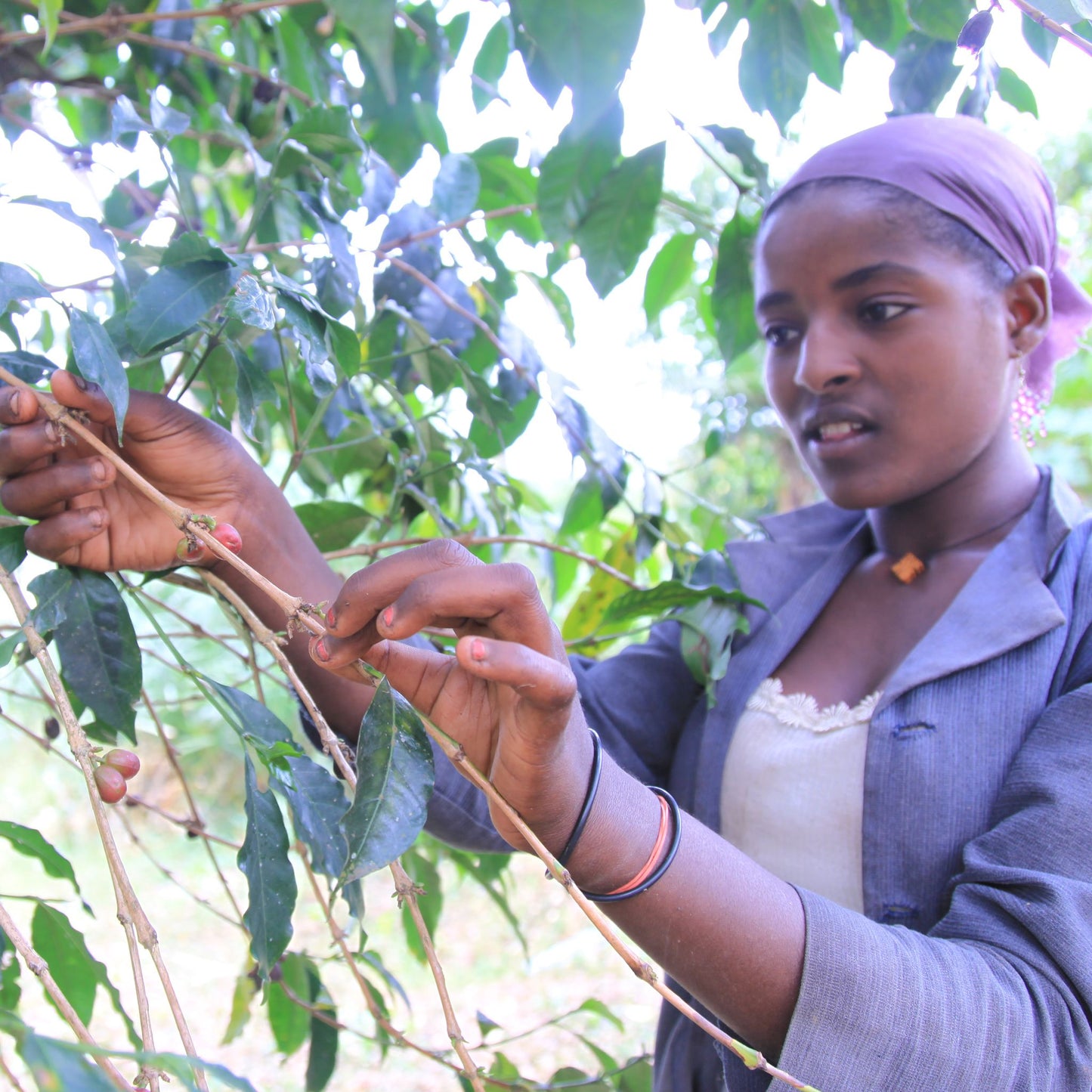 Ethiopie Anderacha Natural Grade 4 Coffee