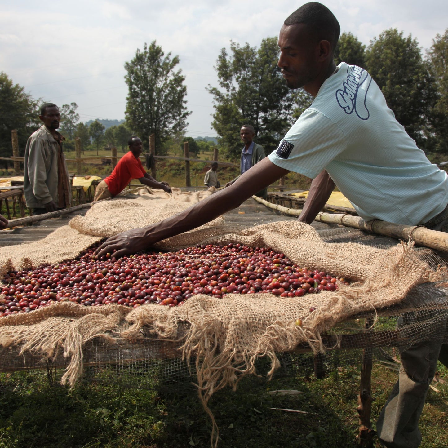 Ethiopia Anderacha Honey Grade 1 Coffee