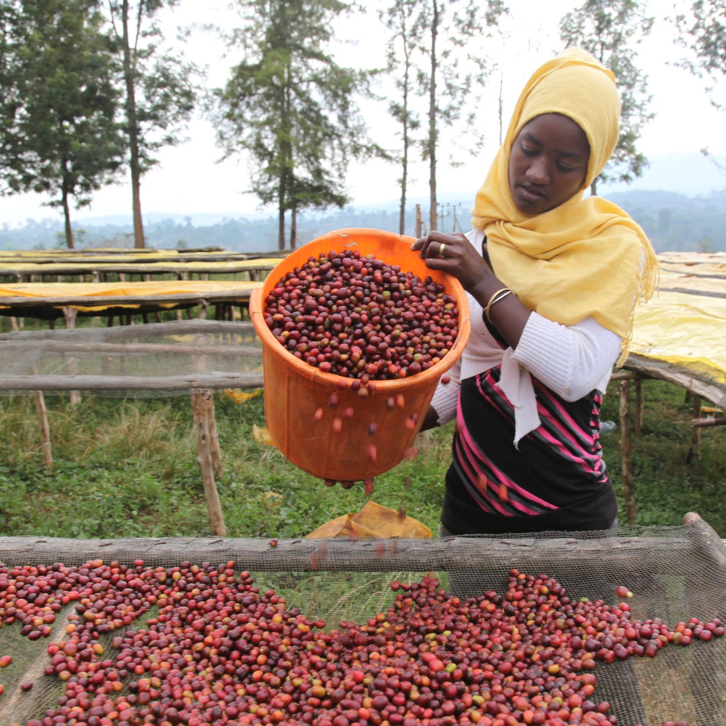 Ethiopia Kaffa Forest Native Coffee
