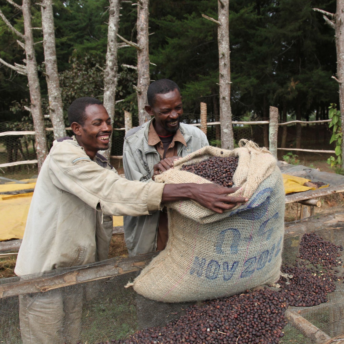 Ethiopia Kaffa Forest Native Coffee