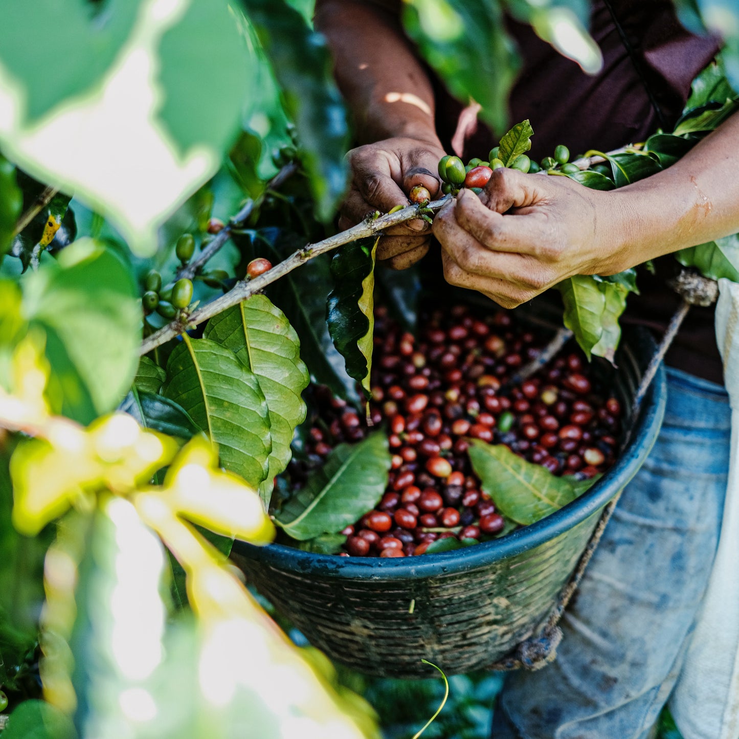 ÉTHIOPIE SIDAMO SHEFINA GR. 4 NATUREL CERTIFIÉ RFA & BIOLOGIQUE - CAFÉ VERT