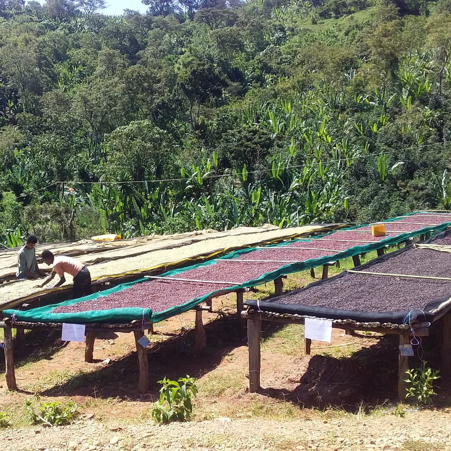 ÉTHIOPIE SIDAMO SHEFINA GR.2 - CAFÉ VERT