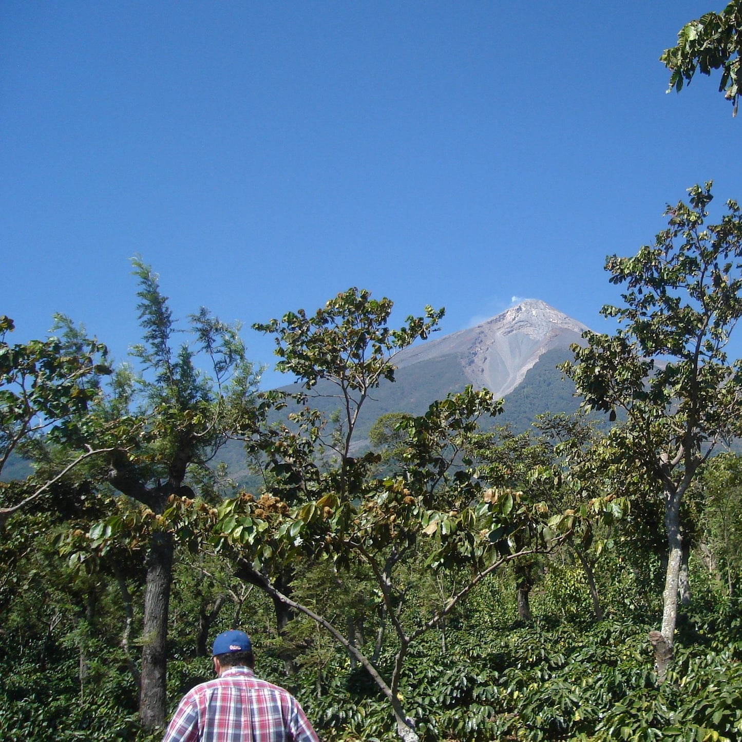 Guatemala Antigua Fuego Coffee