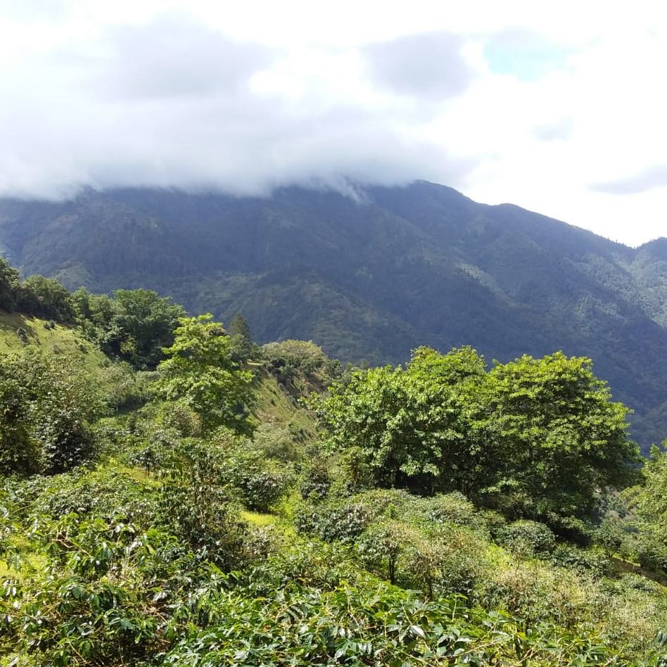 Jamaica High Mountain Coffee