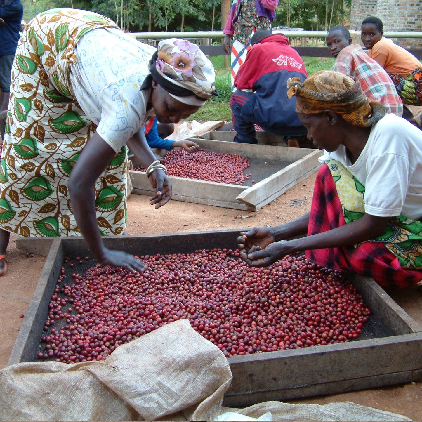 Kenya Special Reserve Coffee