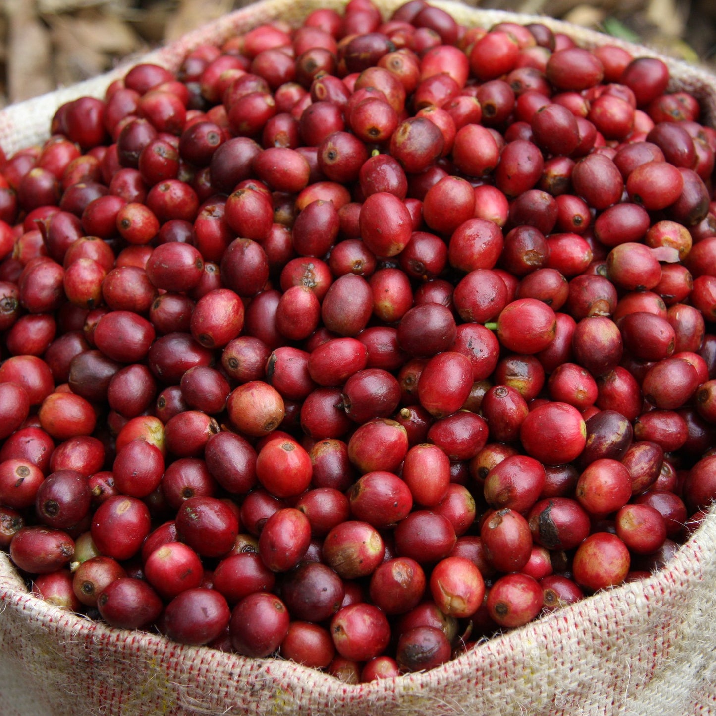 Papouasie Nouvelle-Guinée