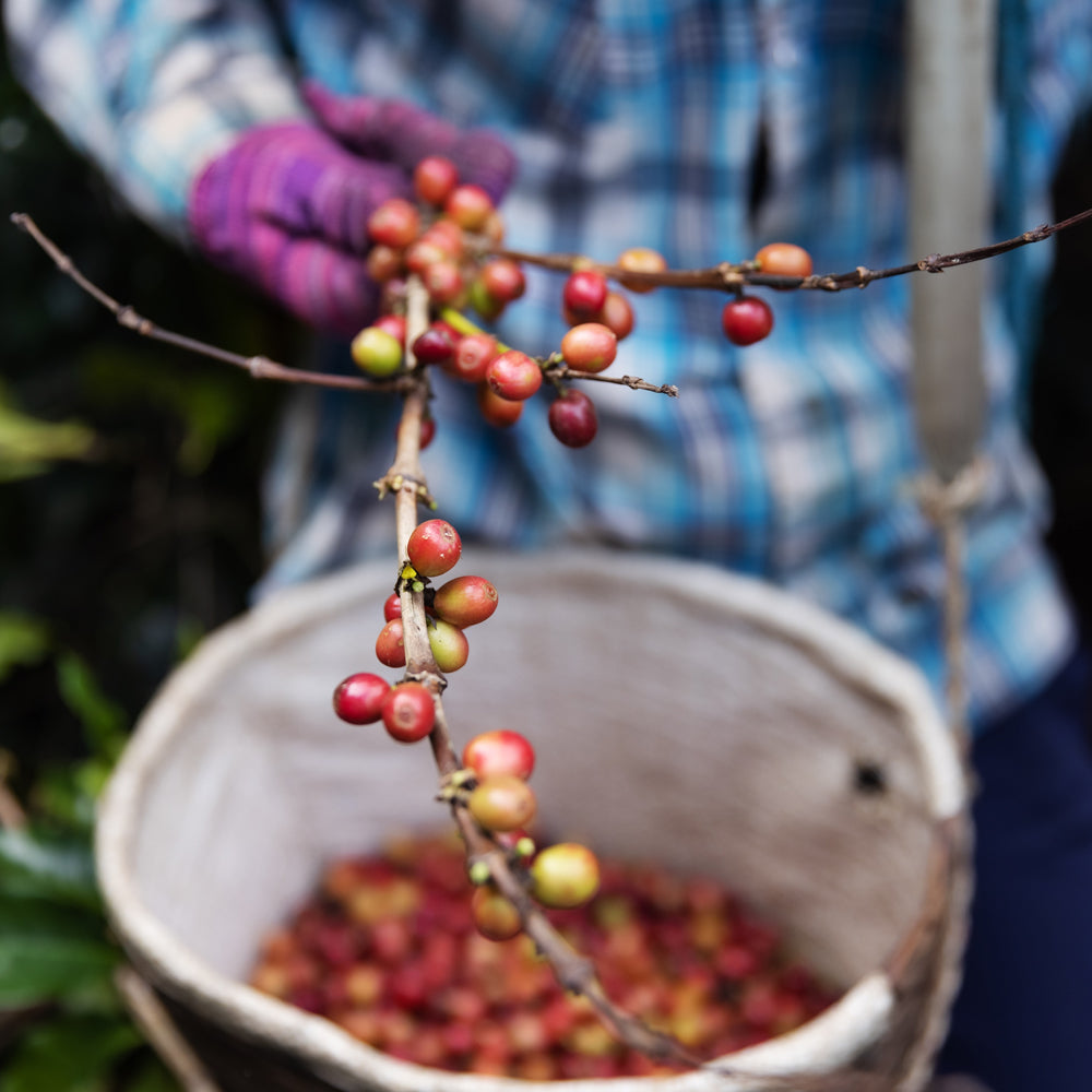 Nicaragua Maragogype Il Cielo Estate - Certified RFA - Green Coffee