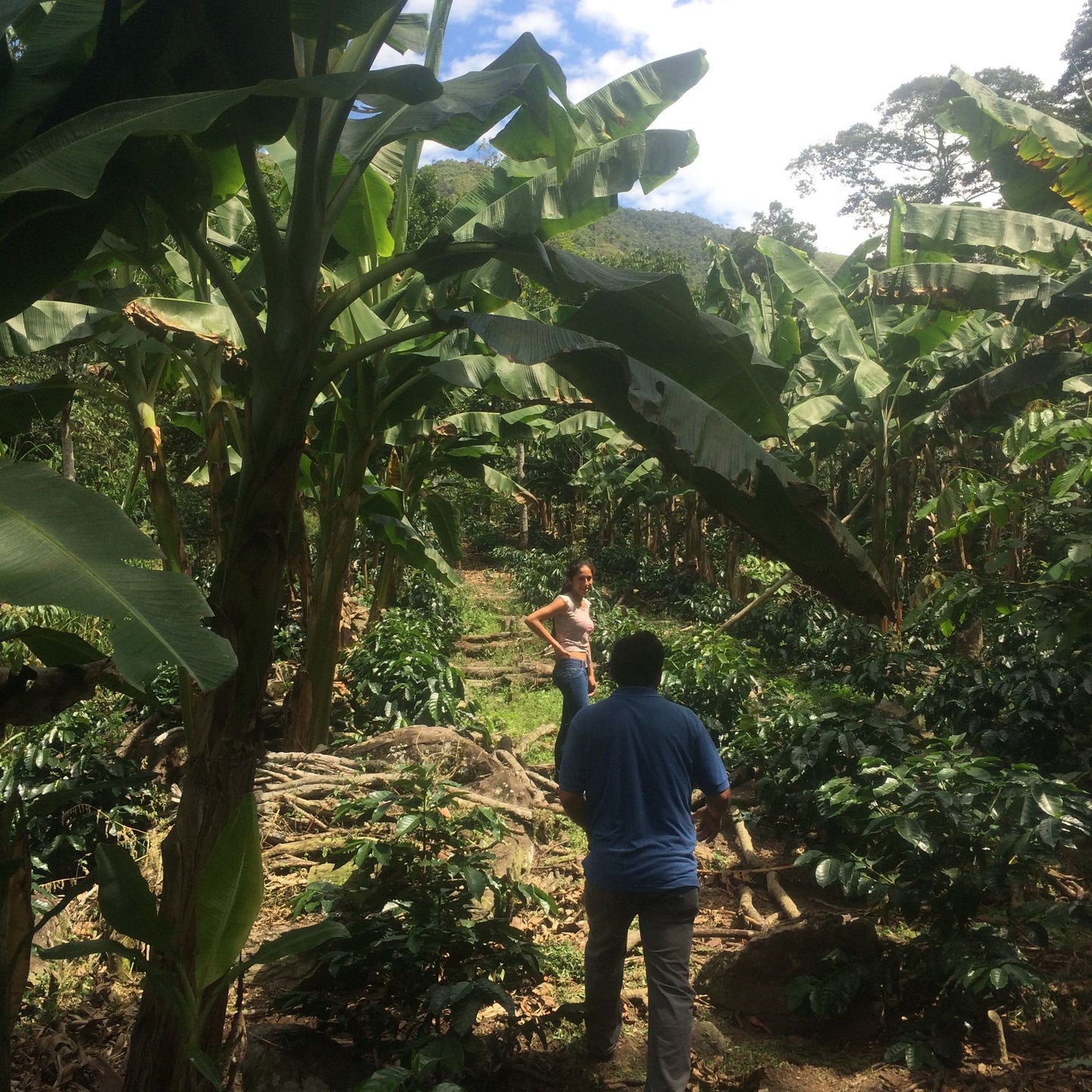Peru Selva Amazon Coffee