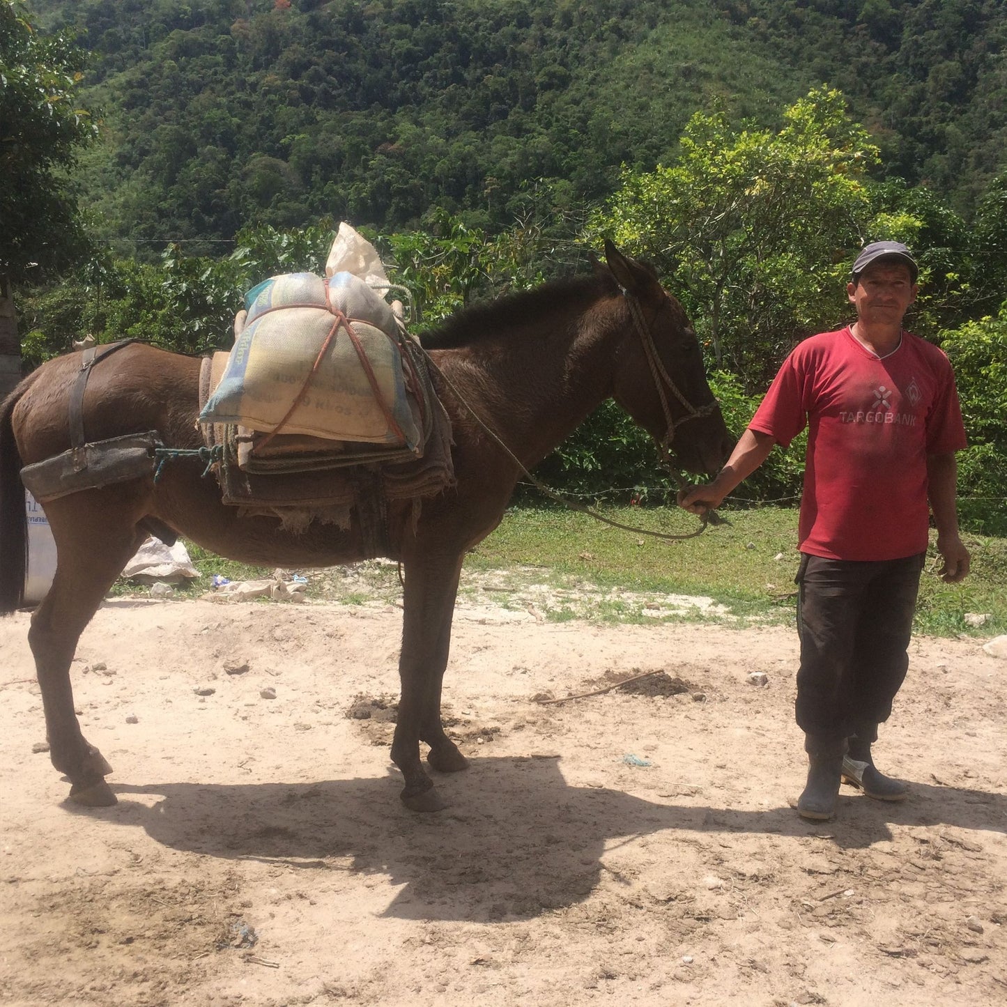 Peru Selva Amazon Coffee