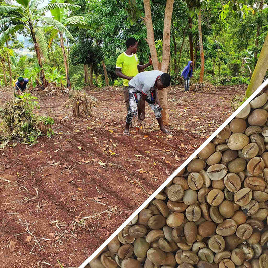 Tanzania Buboka Robusta - Green Coffee