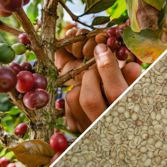 India Robusta Kaapi Royal - Green Coffee