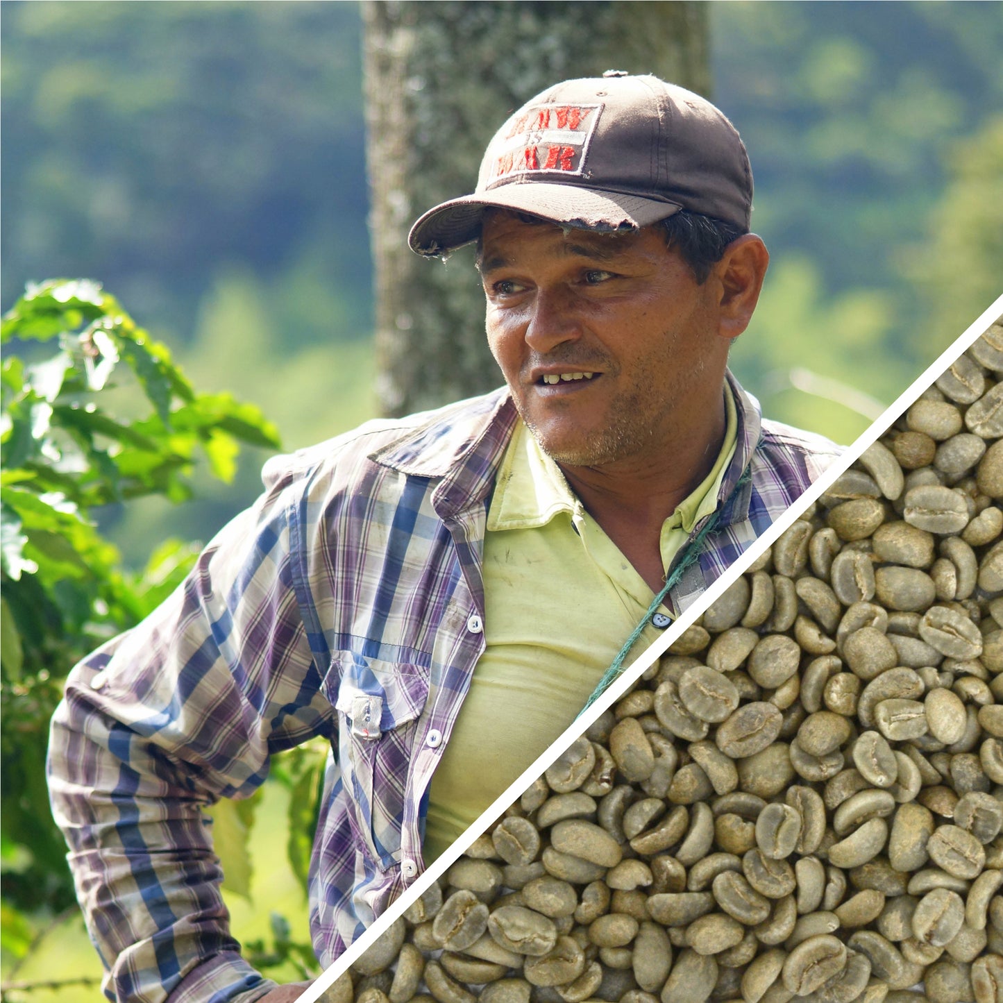 Colombia Excelso Origen Coop - Green Coffee