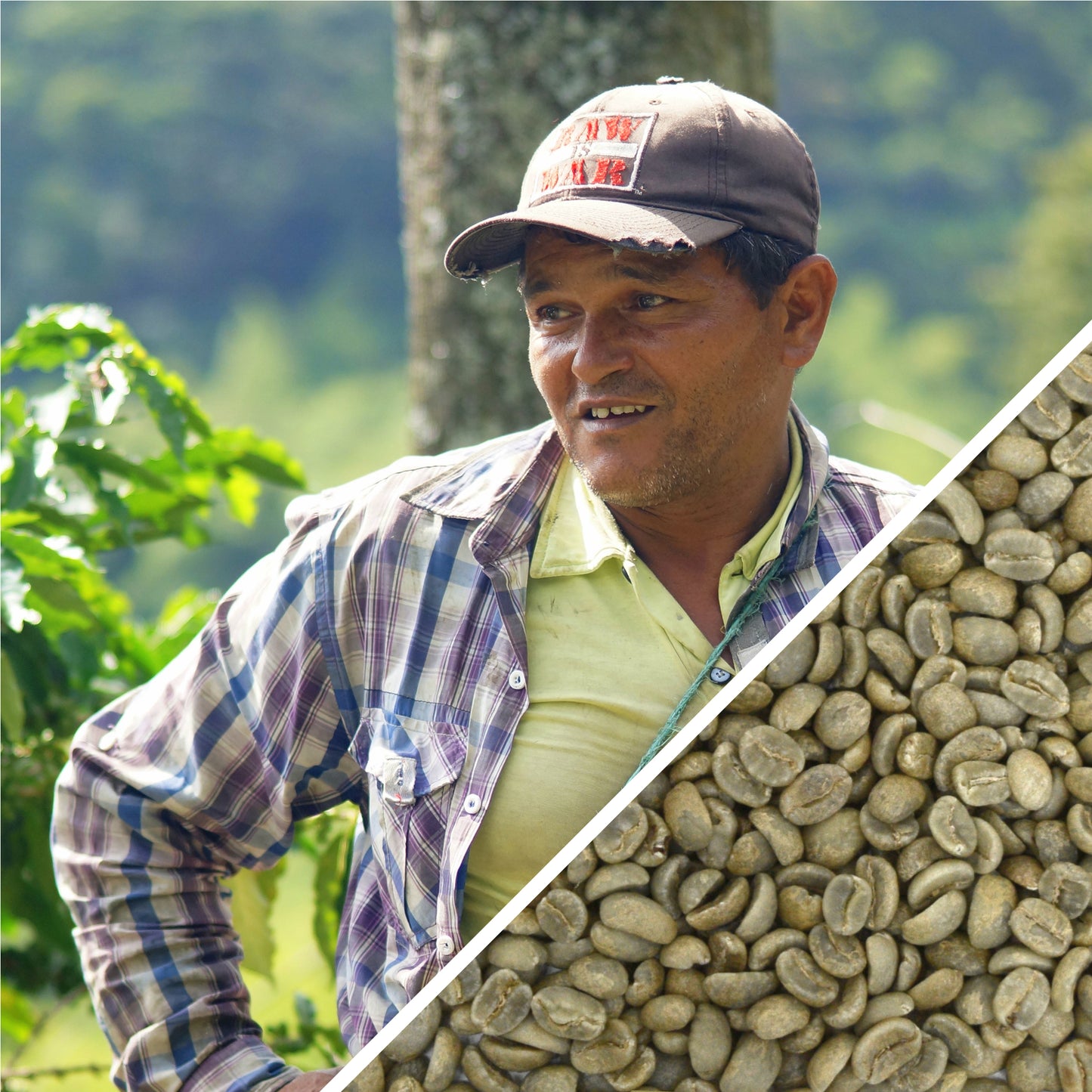 Colombia Excelso Origen Coop - Certified RFA & Organic - Green Coffee