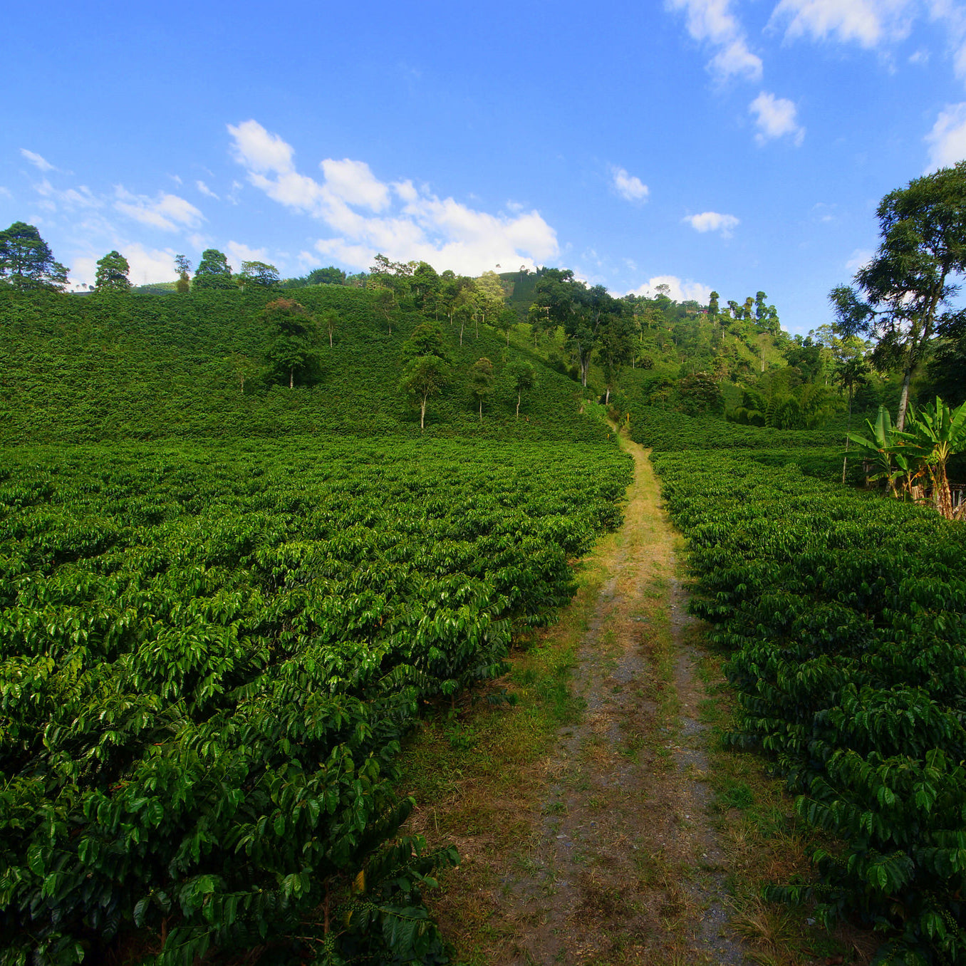 Colombia Excelso Origen Coop - Green Coffee