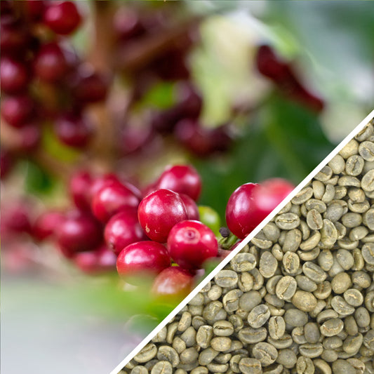 Costa Rica Tarrazu SHB EP - Café vert