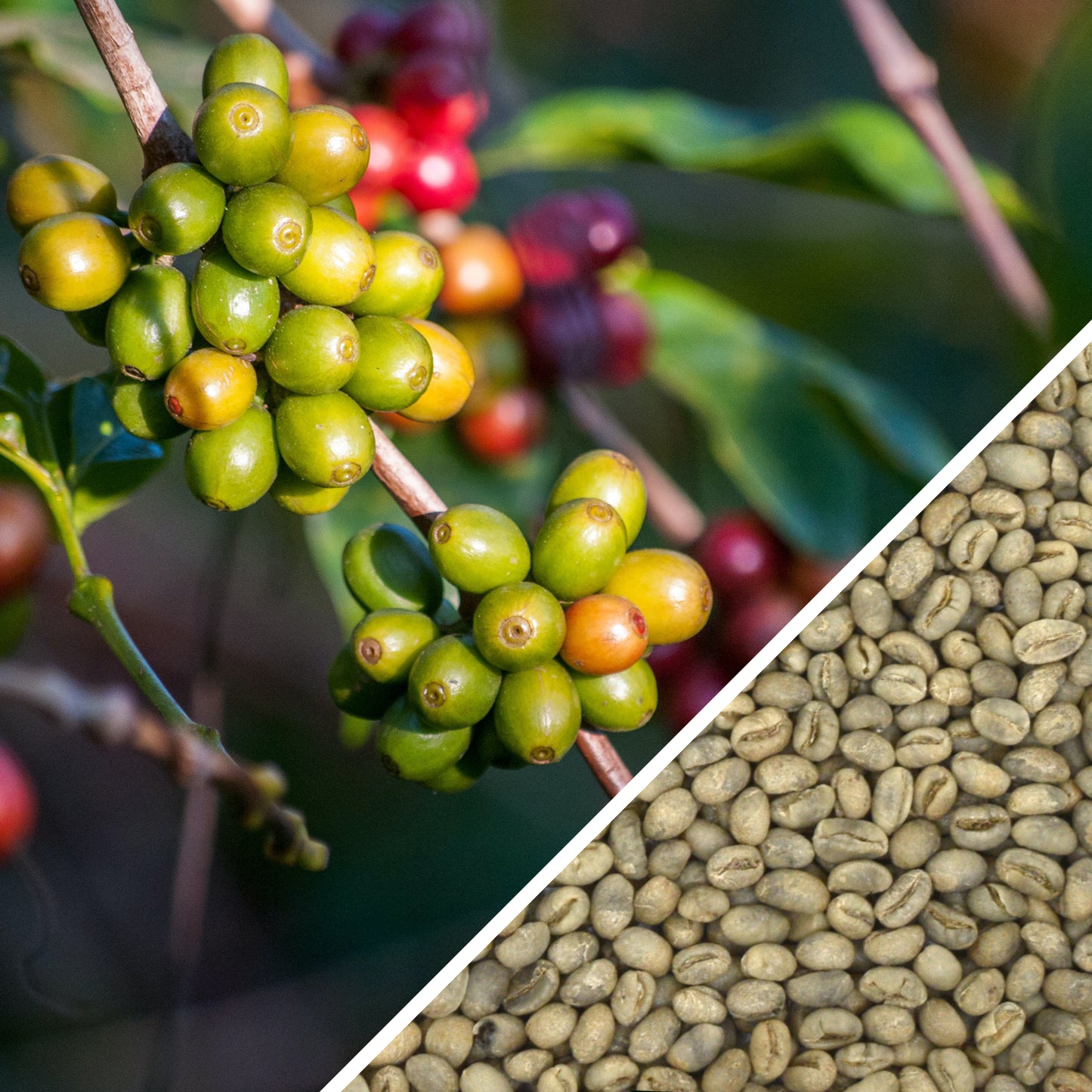 Cuba Caracolillo - Green Coffee