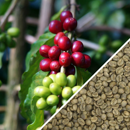 Cuba Turquino Lavado - Café Vert