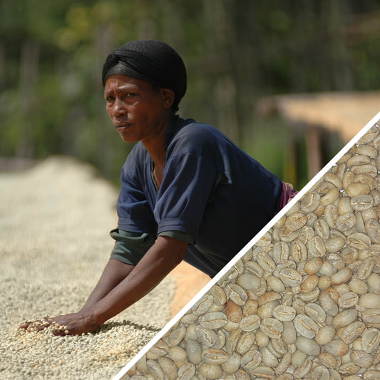 Éthiopie Kaffa Anderacha Miel Rouge Grade 1 - Café Vert