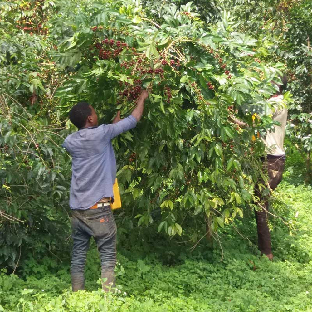 Ethiopie Anderacha Natural Grade 4 Coffee