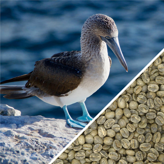 Îles Galapagos enchantées - Café Vert