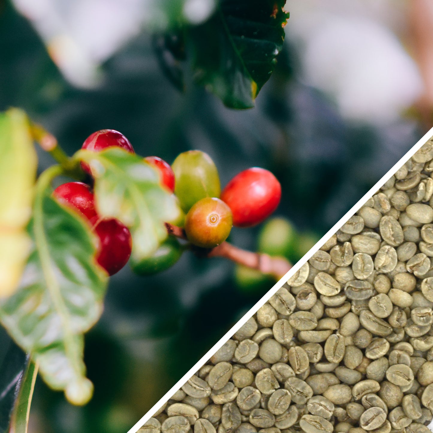 Honduras SHG - Café vert