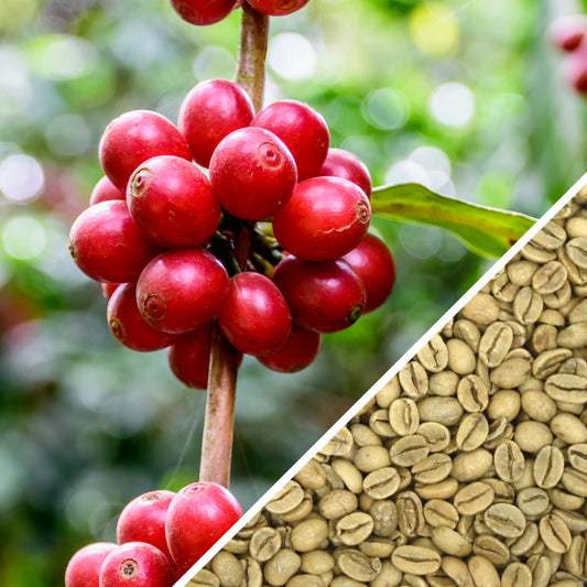 India Monsooned Malabar AA - Green Coffee