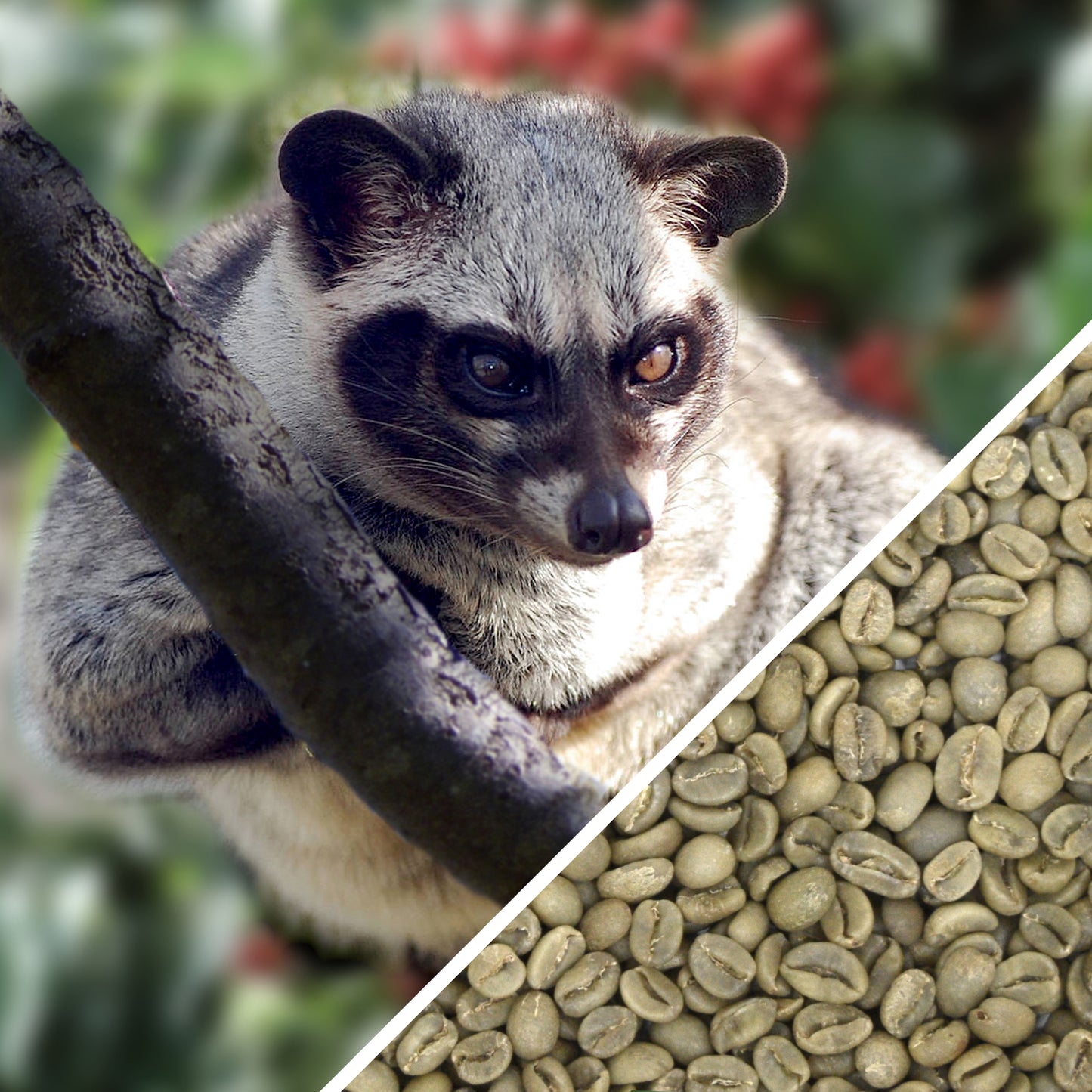 Indonesia Wild Kopi Luwak - Certified Humane - Green Coffee