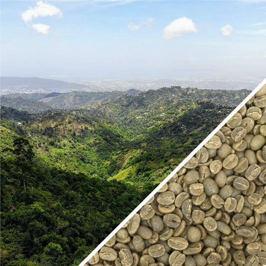 Jamaica Blue Mountain Blue Baron Estate Grade 1 - Green Coffee