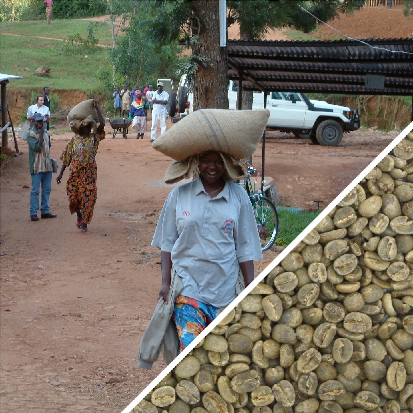 KENYA DOMAINE AA  - CAFÉ VERT