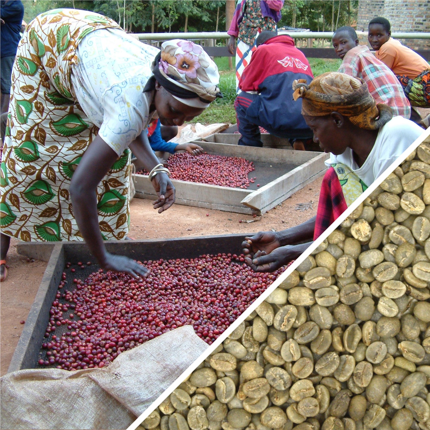 KENYA AB PLUS - CAFÉ VERT