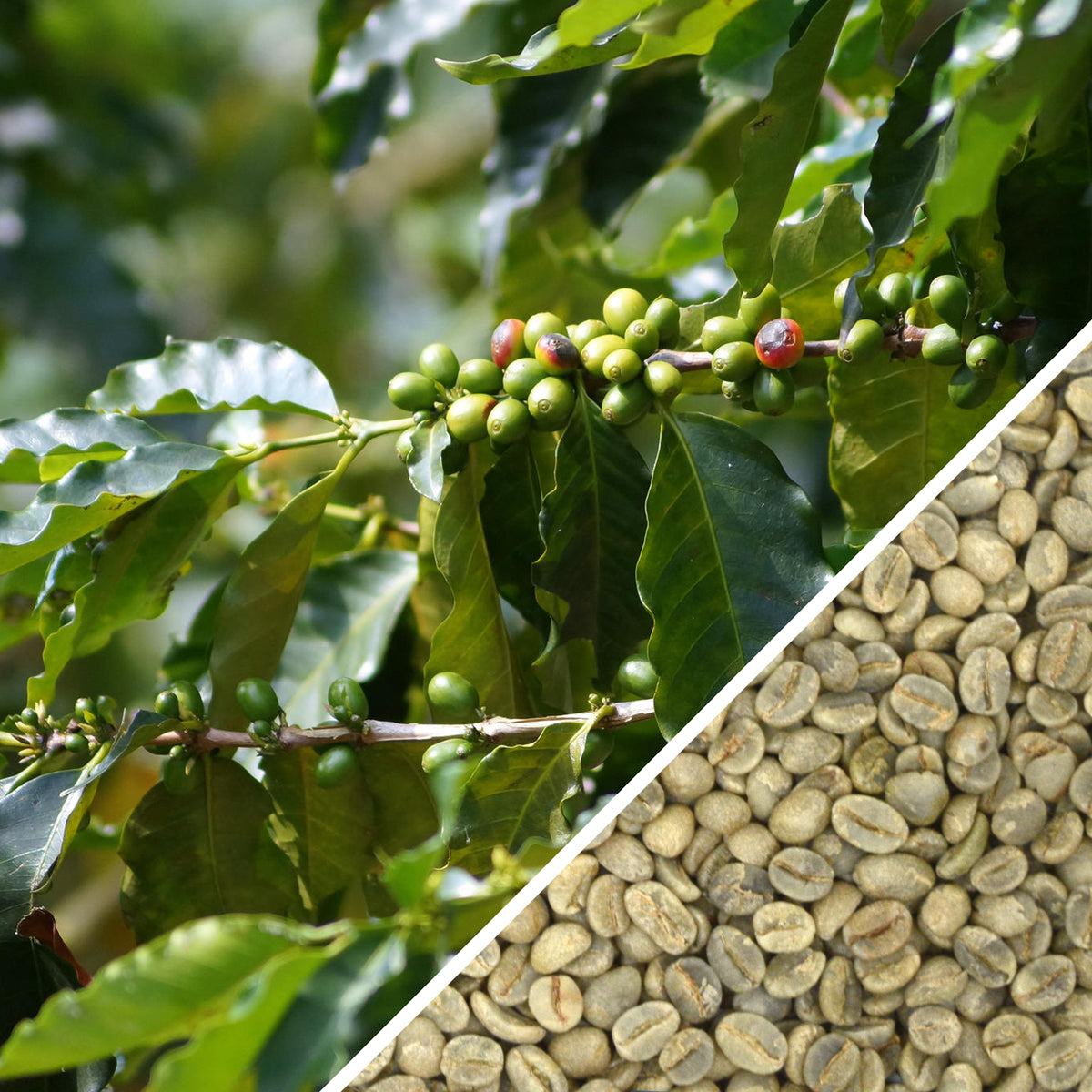Green Coffee Beans Yemen Mocha Online Canada │Terra Coffee Montreal Terra Café et