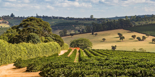 Rows of coffee plants at Bela Vista Estate in Sul de Minas, Brazil, with shade trees and rolling hills in the background.