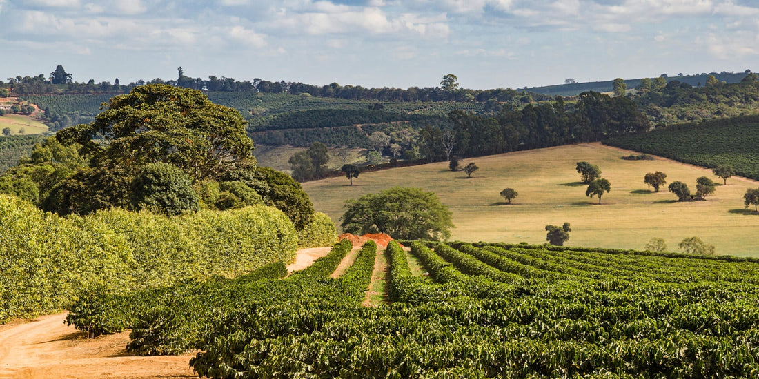 Rows of coffee plants at Bela Vista Estate in Sul de Minas, Brazil, with shade trees and rolling hills in the background.