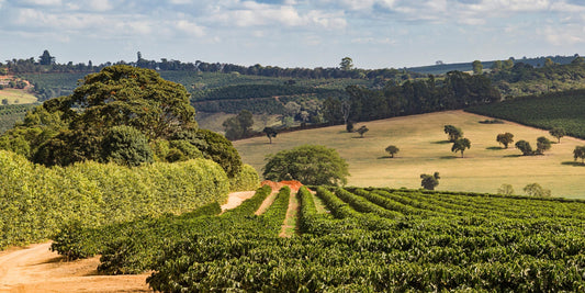 Rows of coffee plants at Bela Vista Estate in Sul de Minas, Brazil, with shade trees and rolling hills in the background.