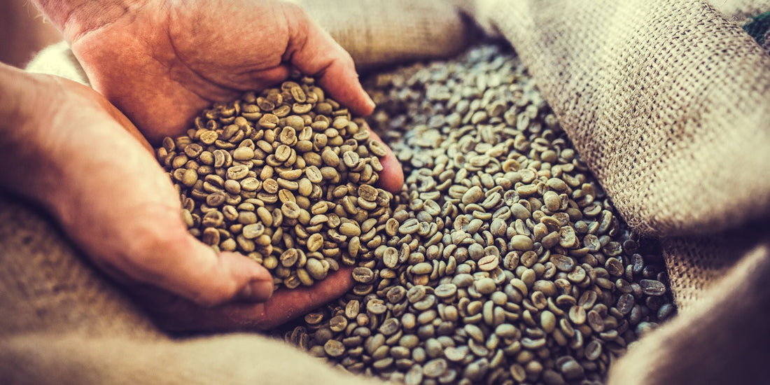 How to Make Green Coffee Extract